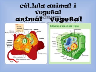animal 
vegetal 
 