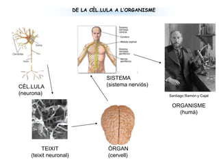 DE LA CÈL.LULA A L’ORGANISMESISTEMA(sistema nerviós)CÈL.LULA(neurona)Santiago Ramón y CajalORGANISME(humà)TEIXIT(teixit neuronal)ÒRGAN(cervell)