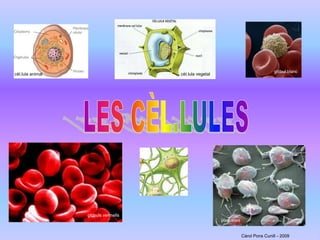 glòbul blanc cèl.lula vegetal cèl.lula animal LES CÈL.LULES neurones glòbuls vermells plaquetes Càrol Pons Cunill - 2009 