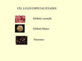 CÈL.LULES ESPECIALITZADES Glòbuls vermells Glòbuls blancs Neurones 
