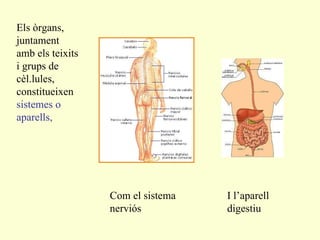 Els òrgans, juntament amb els teixits i grups de cèl.lules, constitueixen  sistemes o aparells,  Com el sistema nerviós I l’aparell digestiu 