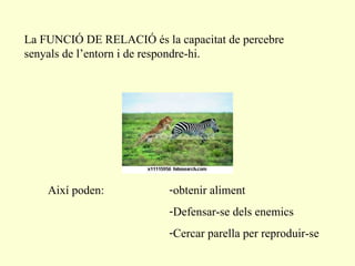 La FUNCIÓ DE RELACIÓ és la capacitat de percebre senyals de l’entorn i de respondre-hi. Així poden: obtenir aliment Defensar-se dels enemics Cercar parella per reproduir-se 