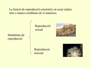 La funció de reproducció consisteix en crear còpies més o manco semblants de sí mateixos. Modalitats de reproducció Reproducció sexual Reproducció asexual 