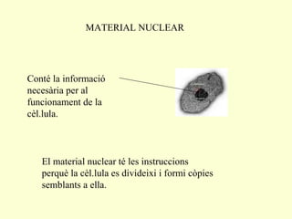 MATERIAL NUCLEAR Conté la informació necesària per al funcionament de la cèl.lula. El material nuclear té les instruccions perquè la cèl.lula es divideixi i formi còpies semblants a ella. 