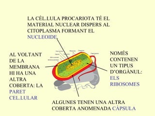 LA CÈL.LULA PROCARIOTA TÉ EL MATERIAL NUCLEAR DISPERS AL CITOPLASMA FORMANT EL  NUCLEOIDE . AL VOLTANT DE LA MEMBRANA HI HA UNA ALTRA COBERTA: LA  PARET CEL.LULAR NOMÉS CONTENEN UN TIPUS D’ORGÀNUL:  ELS   RIBOSOMES ALGUNES TENEN UNA ALTRA COBERTA ANOMENADA  CÀPSULA 