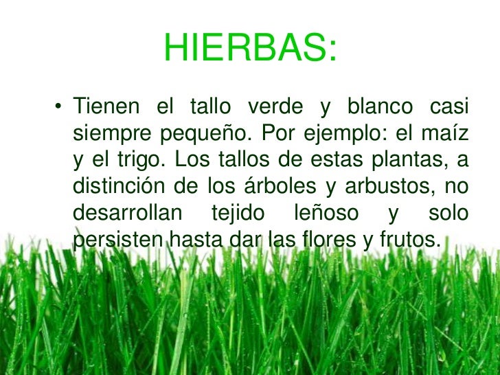 El amo básico del parásito llaman
