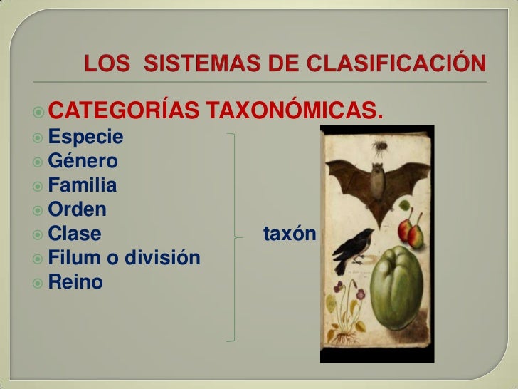 Clasificacin De Los Organismos Taxonomia Clasificacin Taxonmica
