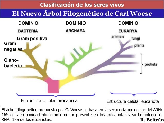 La clasificación de los seres vivos