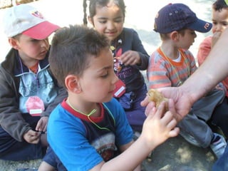 La classe de les granotes