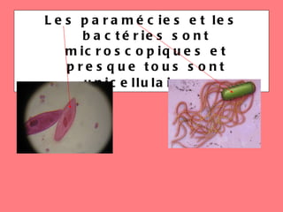 Les paramécies et les bactéries sont microscopiques et presque tous sont unicellulaires.   