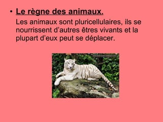 Le règne des animaux . Les animaux sont pluricellulaires, ils se nourrissent d’autres êtres vivants et la plupart d’eux peut se déplacer.  