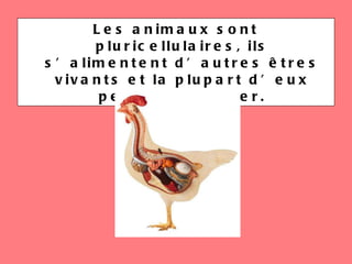 Les animaux sont pluricellulaires, ils s’alimentent d’autres êtres vivants et la plupart d’eux peut se déplacer. 