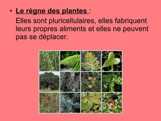 Le règne des plantes  :  Elles sont pluricellulaires, elles fabriquent leurs propres aliments et elles ne peuvent pas se déplacer.  