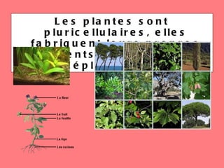 Les plantes sont pluricellulaires, elles fabriquent leurs propres aliments et elles ne se déplacent pas. 
