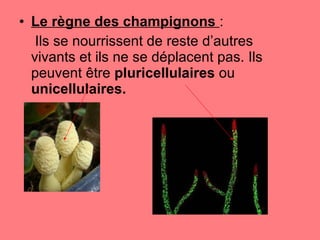 Le règne des champignons  :   Ils se nourrissent de reste d’autres vivants et ils ne se déplacent pas. Ils peuvent être  pluricellulaires  ou  unicellulaires. 