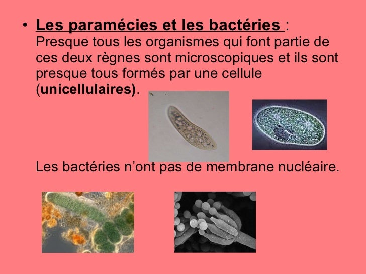 Les Organismes Pluricellulaires Se Distinguent Des Organismes Unicellulaires Par