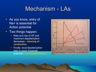 Mechanism - LAsMechanism - LAs
• As you know, entry of
Na+ is essential for
Action potential
• Two things happen:
– Rate and rise of AP and
maximum depolarization
decreases – slowing of
conduction.
– Finally, local depolarization
fails to reach threshold
potential – conduction block.
 