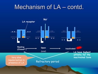 + +
- -
+ +
--
- -
+ + + +
- -
Na+
+ ++ +
- - - -
Resting
(Closed**)
Open
(brief)
inactivated
Very slow
repolarization in
presence of LA
LA receptor
LA have highest
affinity for the
inactivated form
Refractory period
Mechanism of LA – contd.Mechanism of LA – contd.
 