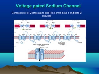 Voltage gated Sodium ChannelVoltage gated Sodium Channel
Composed of (I) 2 large alpha and (II) 2 small beta-1 and beta-2
subunits
 