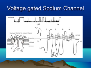 Voltage gated Sodium ChannelVoltage gated Sodium Channel
 