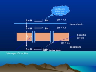 B + H +
BH+
(active form)
B + H +
BH+
B + H +
BH+
axoplasm
B
Specific
action
Non-specific action
pH = 7.4
pH = 6.9
pH = 7.4
Most LA are
in this form
at pH 7.4
Nerve sheath
 