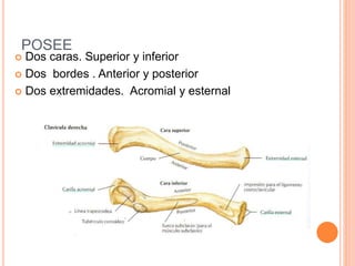 POSEE
 Dos caras. Superior y inferior
 Dos bordes . Anterior y posterior
 Dos extremidades. Acromial y esternal
 