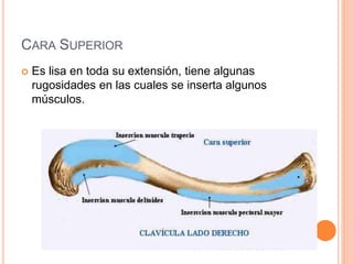 CARA SUPERIOR
 Es lisa en toda su extensión, tiene algunas
rugosidades en las cuales se inserta algunos
músculos.
 