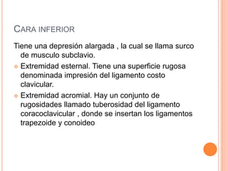 CARA INFERIOR
Tiene una depresión alargada , la cual se llama surco
de musculo subclavio.
 Extremidad esternal. Tiene una superficie rugosa
denominada impresión del ligamento costo
clavicular.
 Extremidad acromial. Hay un conjunto de
rugosidades llamado tuberosidad del ligamento
coracoclavicular , donde se insertan los ligamentos
trapezoide y conoideo
 