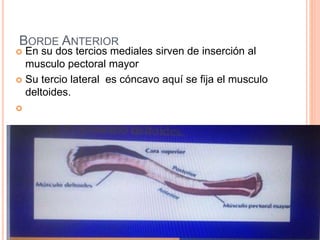 BORDE ANTERIOR
 En su dos tercios mediales sirven de inserción al
musculo pectoral mayor
 Su tercio lateral es cóncavo aquí se fija el musculo
deltoides.

 