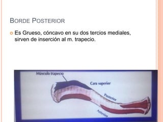 BORDE POSTERIOR
 Es Grueso, cóncavo en su dos tercios mediales,
sirven de inserción al m. trapecio.
 