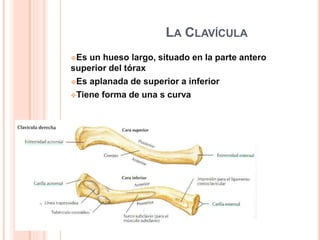 LA CLAVÍCULA
Es un hueso largo, situado en la parte antero
superior del tórax
Es aplanada de superior a inferior
Tiene forma de una s curva
 