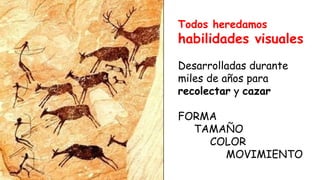 Todos heredamos

habilidades visuales
Desarrolladas durante
miles de años para
recolectar y cazar
FORMA
TAMAÑO
COLOR
MOVIMIENTO

 