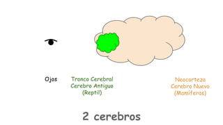 Ojos

Tronco Cerebral
Cerebro Antiguo
(Reptil)

2 cerebros

Neocorteza
Cerebro Nuevo
(Mamíferos)

 