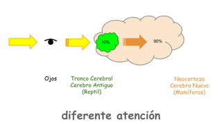 10%

Ojos

90%

Tronco Cerebral
Cerebro Antiguo
(Reptil)

diferente atención

Neocorteza
Cerebro Nuevo
(Mamíferos)

 