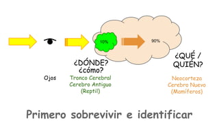 10%

¿DÓNDE?
¿cómo?
Ojos

Tronco Cerebral
Cerebro Antiguo
(Reptil)

90%

¿QUÉ /
QUIÉN?
Neocorteza
Cerebro Nuevo
(Mamíferos)

Primero sobrevivir e identificar

 