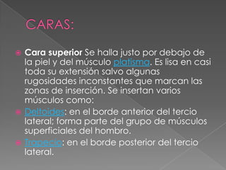  Cara superior Se halla justo por debajo de
la piel y del músculo platisma. Es lisa en casi
toda su extensión salvo algunas
rugosidades inconstantes que marcan las
zonas de inserción. Se insertan varios
músculos como:
 Deltoides: en el borde anterior del tercio
lateral; forma parte del grupo de músculos
superficiales del hombro.
 Trapecio: en el borde posterior del tercio
lateral.
 