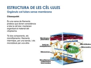 ESTRUCTURA DE LES CÈL·LULES<br />Cèl·lules eucariotes<br />Es caracteritzen per tenir un nucli format per una membrana nuc...