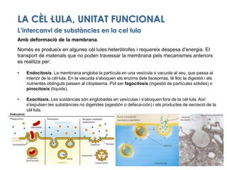 ESTRUCTURA DE LES CÈL·LULES<br />Orgànuls cel·lulars sense membrana<br />Centriols<br />Són organuls tubulars present unic...