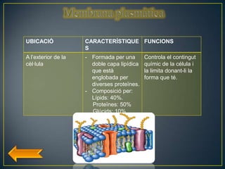 UBICACIÓ             CARACTERÍSTIQUE FUNCIONS
                     S
A l’exterior de la   - Formada per una       Controla el contingut
cèl·lula               doble capa lipídica   químic de la célula i
                       que està              la limita donant-li la
                       englobada per         forma que té.
                       diverses proteïnes.
                     - Composició per:
                       Lípids: 40%.
                       Proteïnes: 50%
                       Glúcids: 10%
 