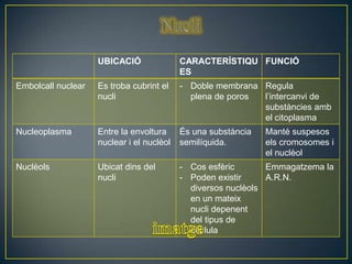 UBICACIÓ               CARACTERÍSTIQU FUNCIÓ
                                           ES
Embolcall nuclear   Es troba cubrint el    - Doble membrana Regula
                    nucli                    plena de poros l’intercanvi de
                                                            substàncies amb
                                                            el citoplasma
Nucleoplasma        Entre la envoltura     És una substància   Manté suspesos
                    nuclear i el nuclèol   semilíquida.        els cromosomes i
                                                               el nuclèol
Nuclèols            Ubicat dins del        - Cos esfèric       Emmagatzema la
                    nucli                  - Poden existir     A.R.N.
                                             diversos nuclèols
                                             en un mateix
                                             nucli depenent
                                             del tipus de
                                             cèl·lula
 