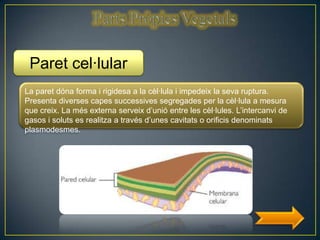 Paret cel·lular
La paret dóna forma i rigidesa a la cèl·lula i impedeix la seva ruptura.
Presenta diverses capes successives segregades per la cèl·lula a mesura
que creix. La més externa serveix d’unió entre les cèl·lules. L’intercanvi de
gasos i soluts es realitza a través d’unes cavitats o orificis denominats
plasmodesmes.
 