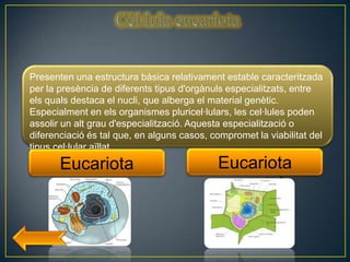 Presenten una estructura bàsica relativament estable caracteritzada
per la presència de diferents tipus d'orgànuls especialitzats, entre
els quals destaca el nucli, que alberga el material genètic.
Especialment en els organismes pluricel·lulars, les cel·lules poden
assolir un alt grau d'especialització. Aquesta especialització o
diferenciació és tal que, en alguns casos, compromet la viabilitat del
tipus cel·lular aïllat
       Eucariota                            Eucariota
        animal                               vegetal
 