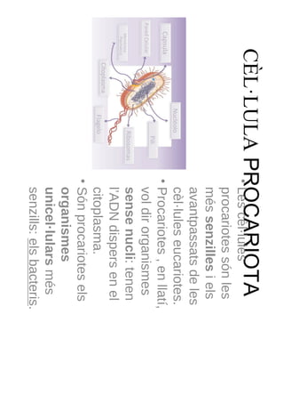 CÈL·LULA   PROCARIOTA
            • Les cèl·lules
              procariotes són les
              més senzilles i els
              avantpassats de les
              cèl·lules eucariotes.
            • Procariotes , en llatí,
              vol dir organismes
              sense nucli: tenen
              l’ADN dispers en el
              citoplasma.
            • Són procariotes els
              organismes
              unicel·lulars més
              senzills: els bacteris.
 