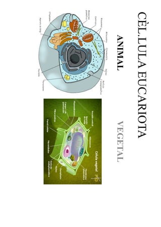 CÈL.LULA EUCARIOTA
   ANIMAL      VEGETAL
 