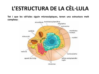 L’ESTRUCTURA DE LA CÈL·LULA
Tot i que les cèl·lules siguin microscòpiques, tenen una estructura molt
complexa:
 