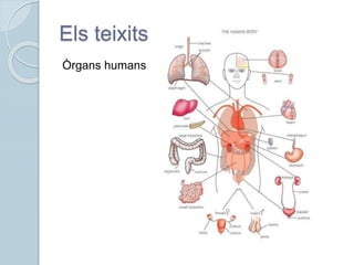 Els teixits
Òrgans humans
 