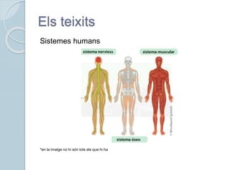 Els teixits
Sistemes humans
*en la imatge no hi són tots els que hi ha
 