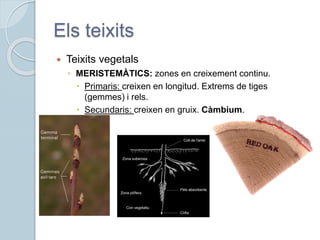 Els teixits
 Teixits vegetals
◦ MERISTEMÀTICS: zones en creixement continu.
 Primaris: creixen en longitud. Extrems de tiges
(gemmes) i rels.
 Secundaris: creixen en gruix. Càmbium.
 