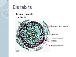 Els teixits
 Teixits vegetals
◦ ADULTS
(escorça)
 