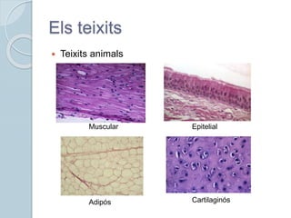 Els teixits
 Teixits animals
Muscular Epitelial
Adipós Cartilaginós
 